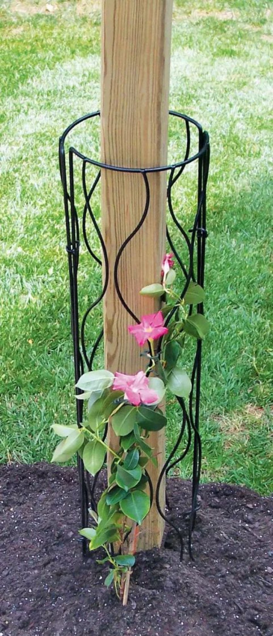 Plant Supports * | Gsc Bosmere Trellis For Mailbox Or Lamp Post