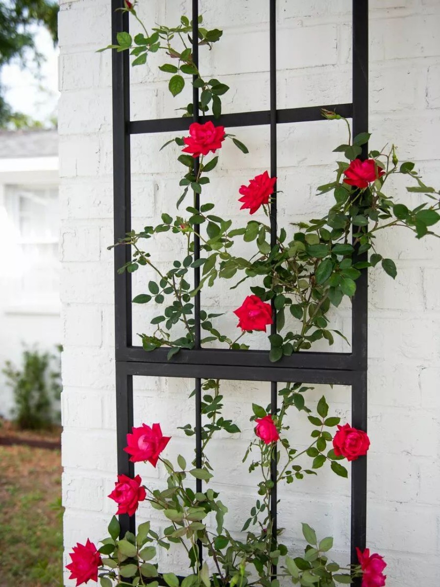 Plant Supports * | Gsc Essex Wall Trellis