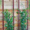 Plant Supports * | Gsc Ina Modern Wall Trellis Sr.