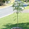 Landscaping Tools & Supplies * | Gsc Tree Surround