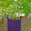 Planters & Raised Beds * | Gsc Gardener'S Best Potato Grow Bag