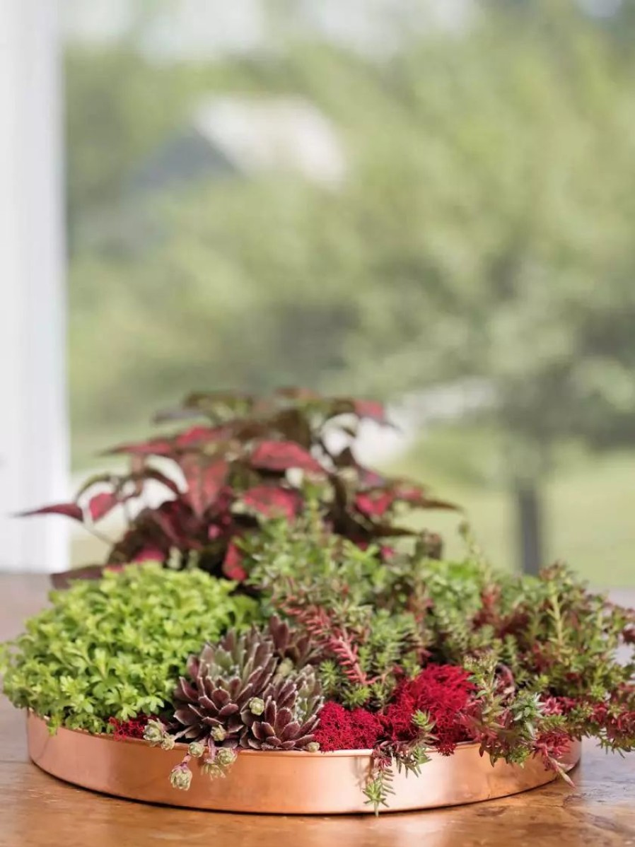 Planters & Raised Beds * | Gsc Large Round Copper Plant Tray, 14