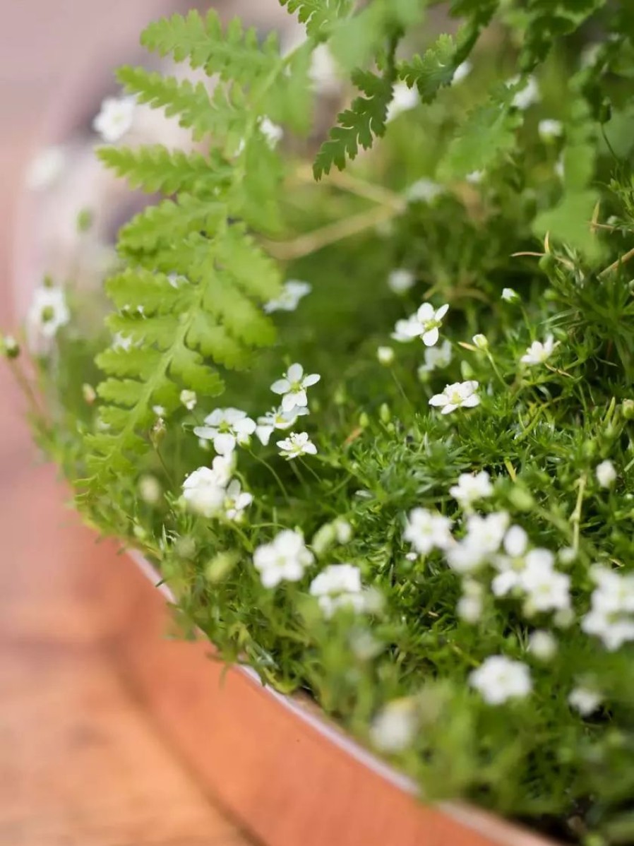 Planters & Raised Beds * | Gsc Large Round Copper Plant Tray, 14