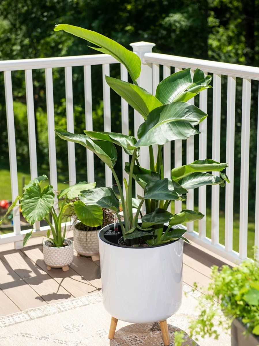 Planters & Raised Beds * | Gsc Ava Self-Watering Round Planter