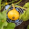 Plant Supports * | Gsc Melon And Squash Cradles, Set Of 6