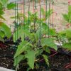 Plant Supports * | Gsc Pepper And Eggplant Cages, Set Of 3