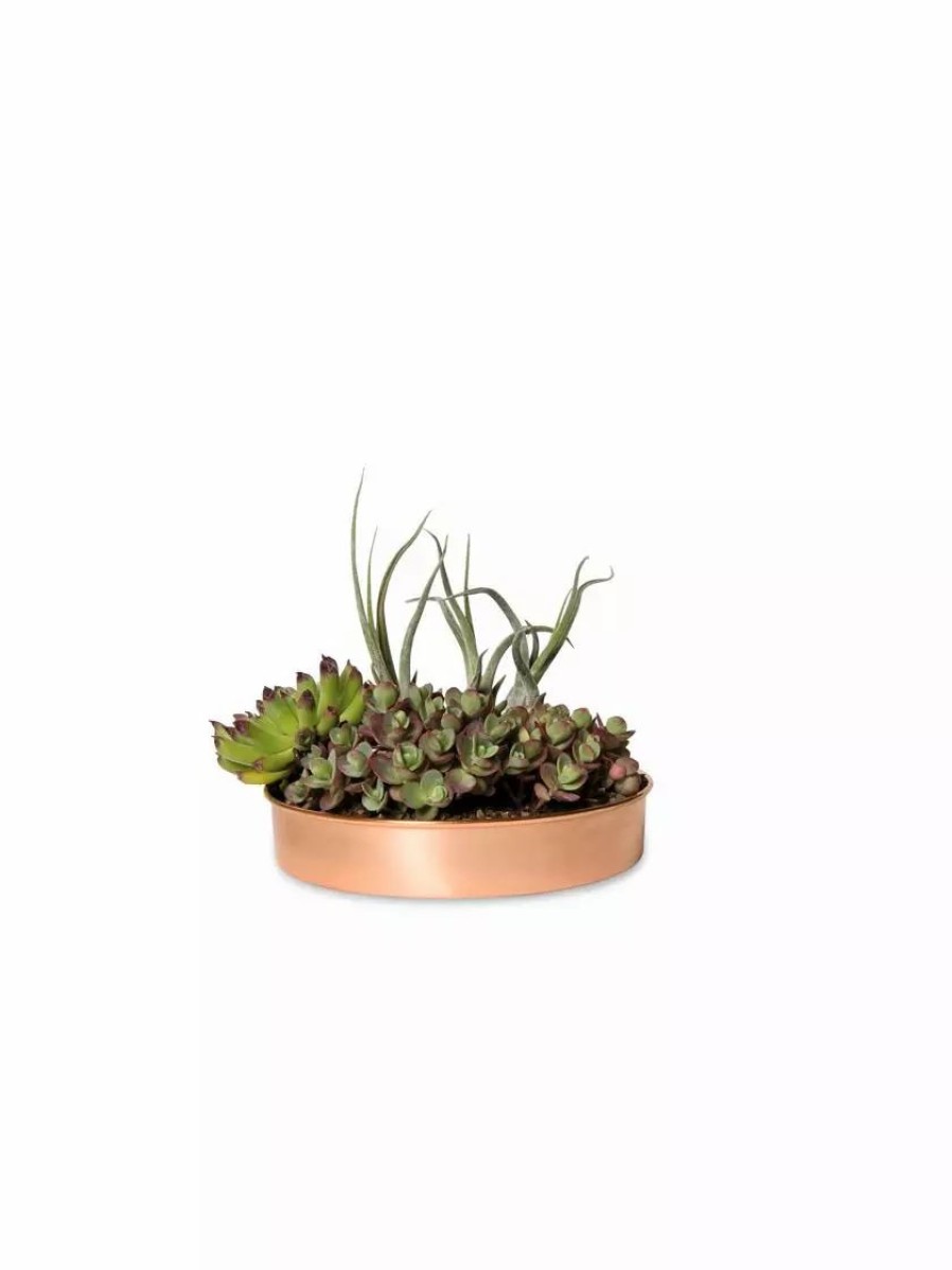 Planters & Raised Beds * | Gsc Extra Small Round Copper Plant Tray, 8