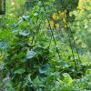 Plant Supports * | Gsc Deluxe Cucumber Trellis