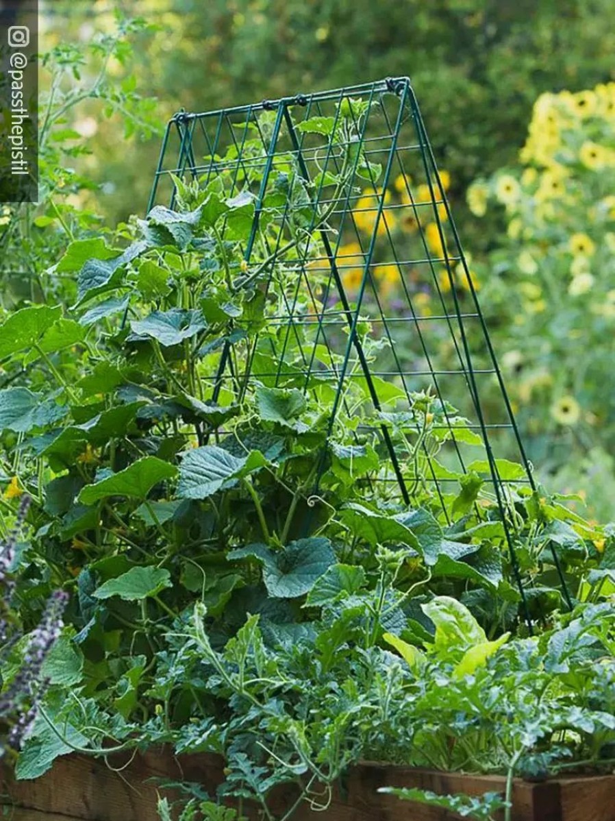 Plant Supports * | Gsc Deluxe Cucumber Trellis