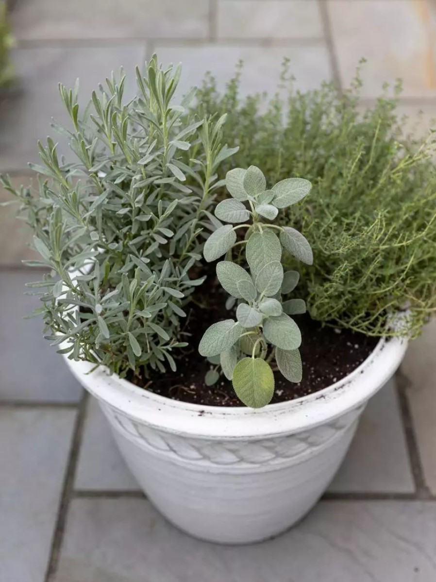 Planters & Raised Beds * | Gsc Cortina Self-Watering Planters