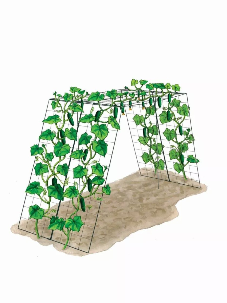 Plant Supports * | Gsc Over The Top Cucumber And Squash Trellis