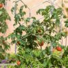 Plant Supports * | Gsc Gardener'S Vertex Lifetime Tomato Cage Natural Aluminum