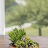 Planters & Raised Beds * | Gsc Small Round Copper Plant Tray, 10