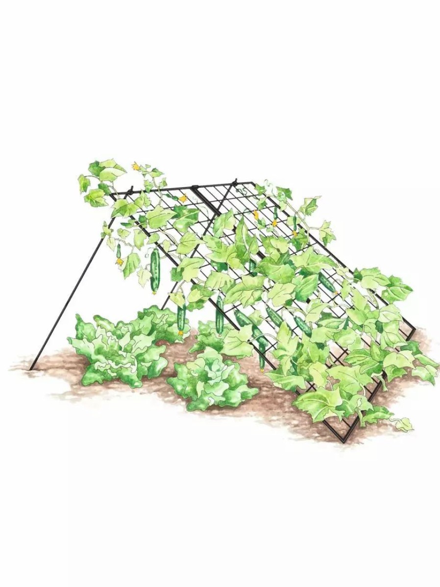 Plant Supports * | Gsc Large Cucumber Trellis