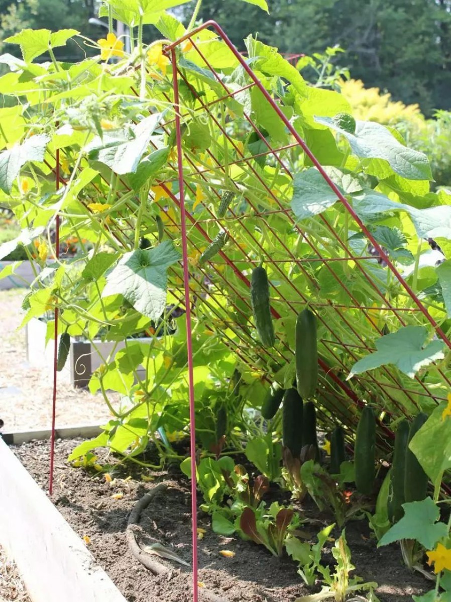 Plant Supports * | Gsc Large Cucumber Trellis