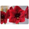 Home & Kitchen * | Gsc Foflor Red Amaryllis Mat, 23 X 36