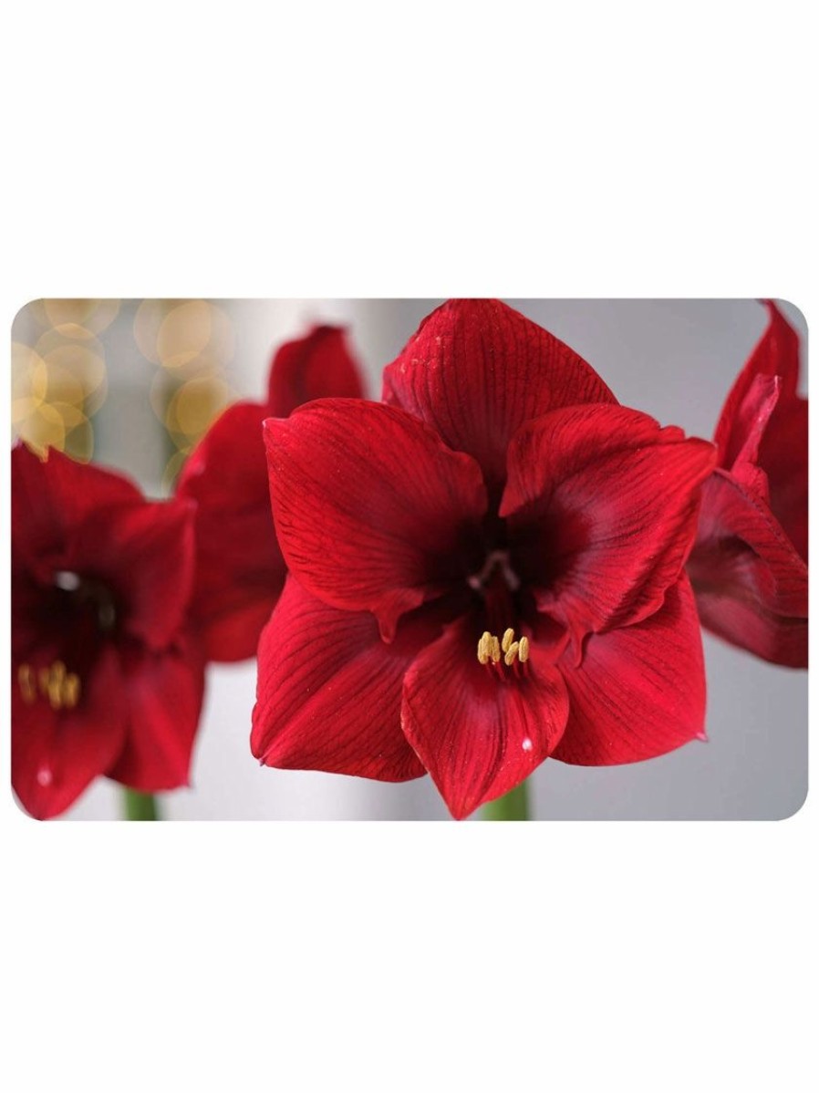 Home & Kitchen * | Gsc Foflor Red Amaryllis Mat, 23 X 36