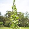 Plant Supports * | Gsc Titan Teepee Trellis