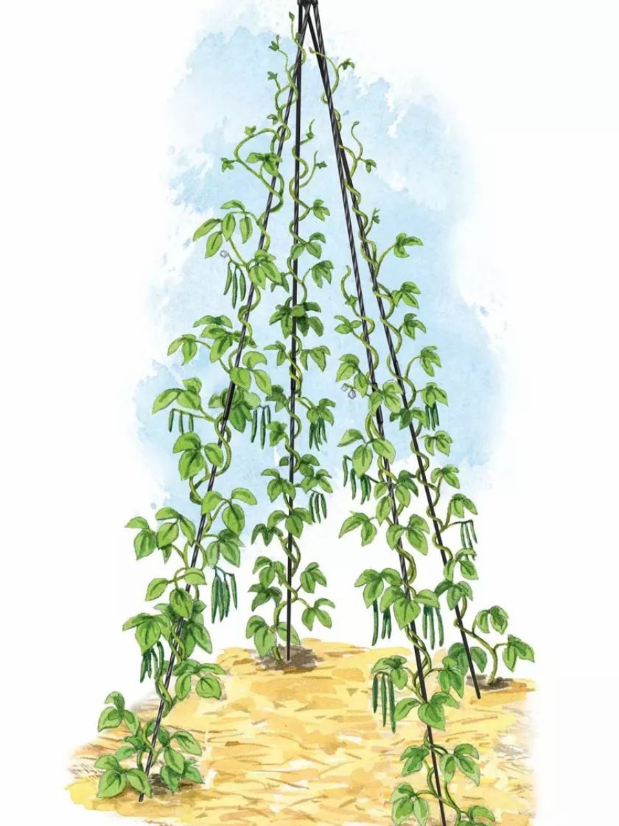 Plant Supports * | Gsc Titan Teepee Trellis