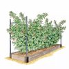 Planters & Raised Beds * | Gsc Raspberry Bed