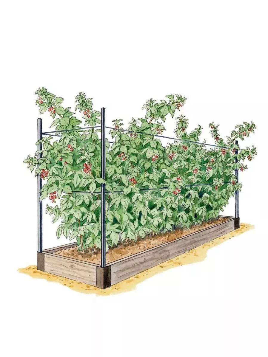 Planters & Raised Beds * | Gsc Raspberry Bed