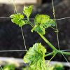 Plant Supports * | Gsc Vine And Veggie Trellis Netting, 5 X 30