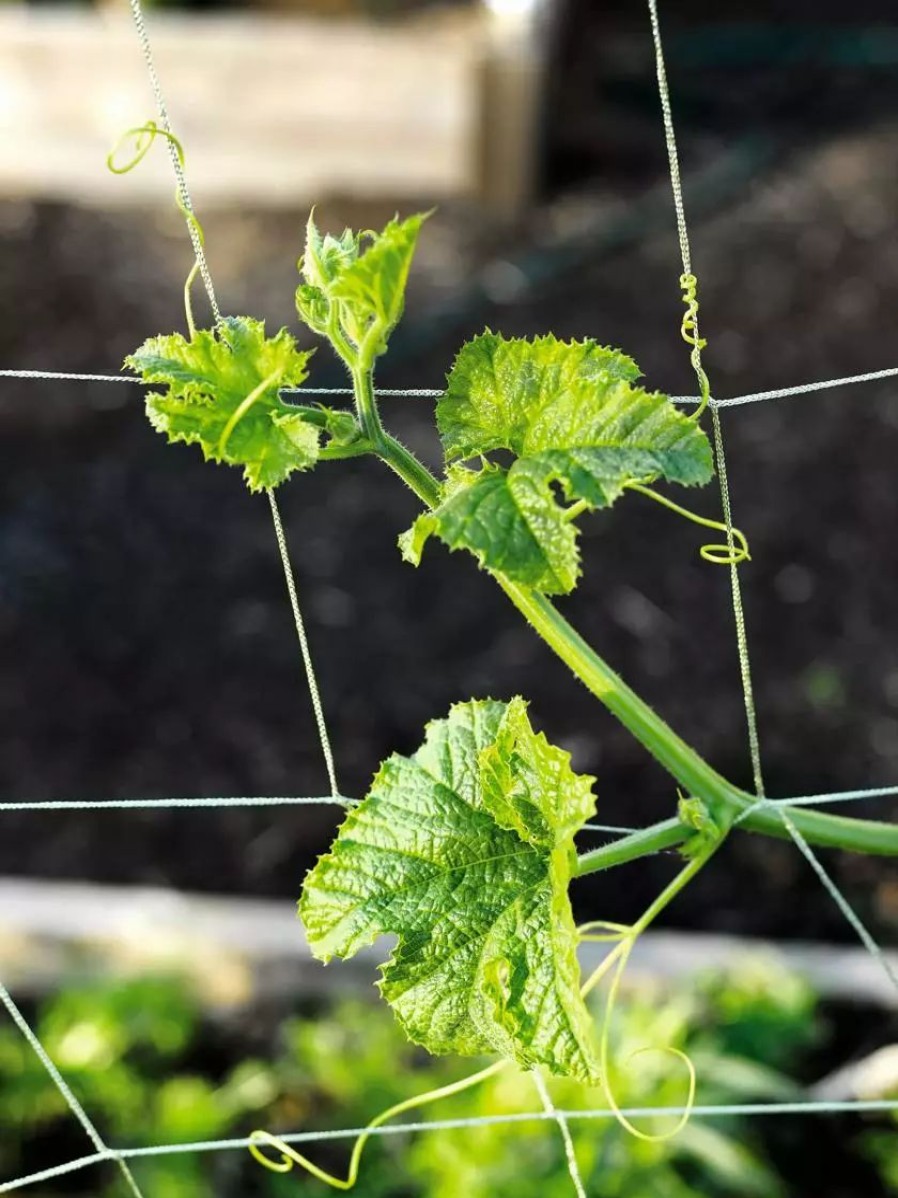 Plant Supports * | Gsc Vine And Veggie Trellis Netting, 5 X 30