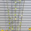 Plant Supports * | Gsc Flock Of Friends Wall Trellis