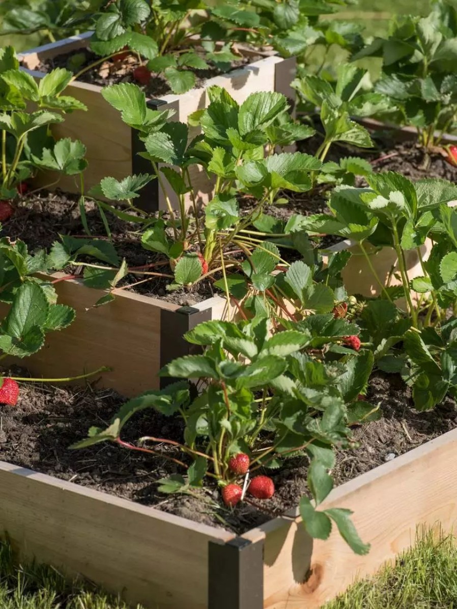 Planters & Raised Beds * | Gsc 3-Tier Strawberry Bed