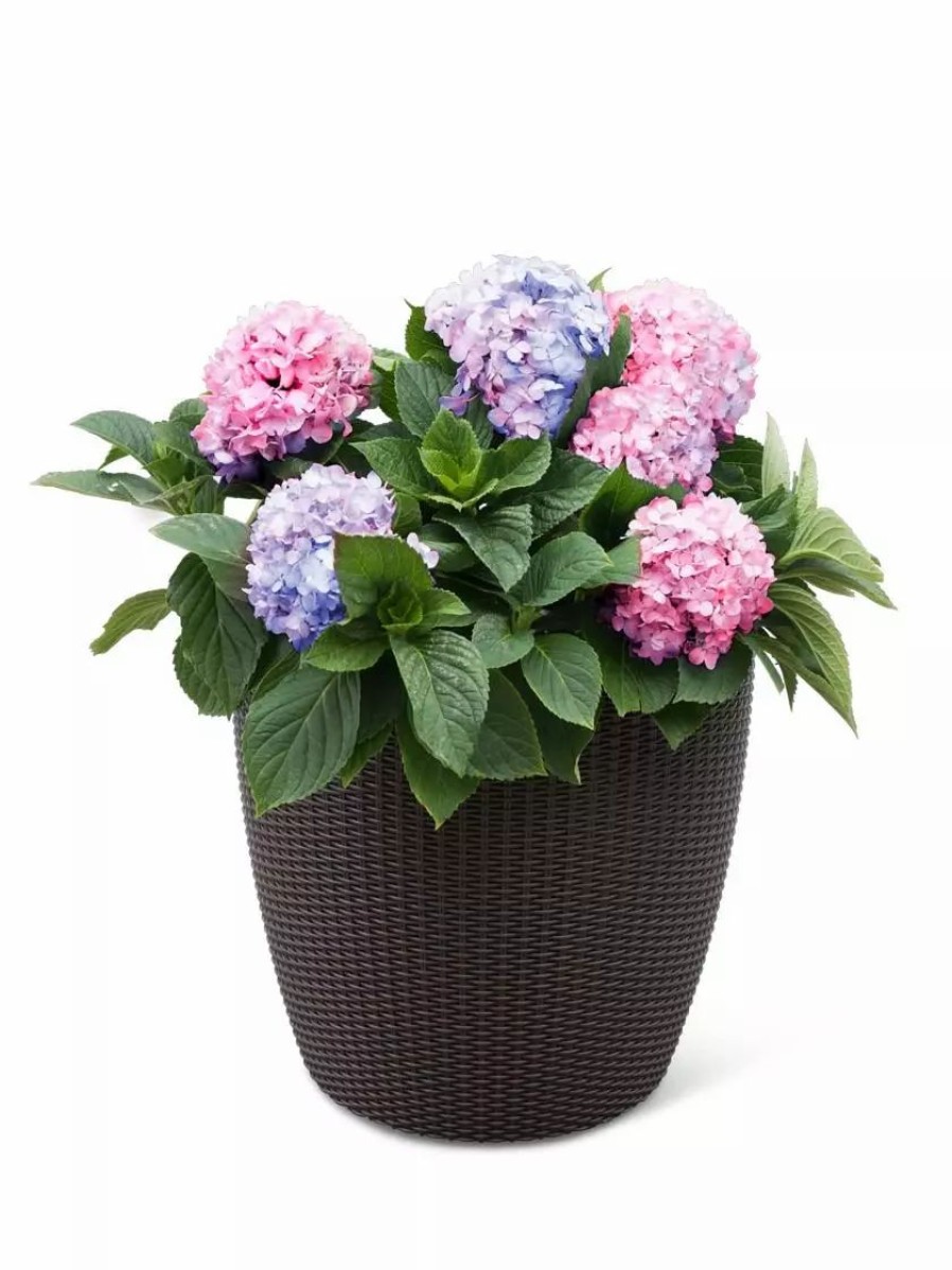 Planters & Raised Beds * | Gsc Weave Self-Watering Round Planter, 17