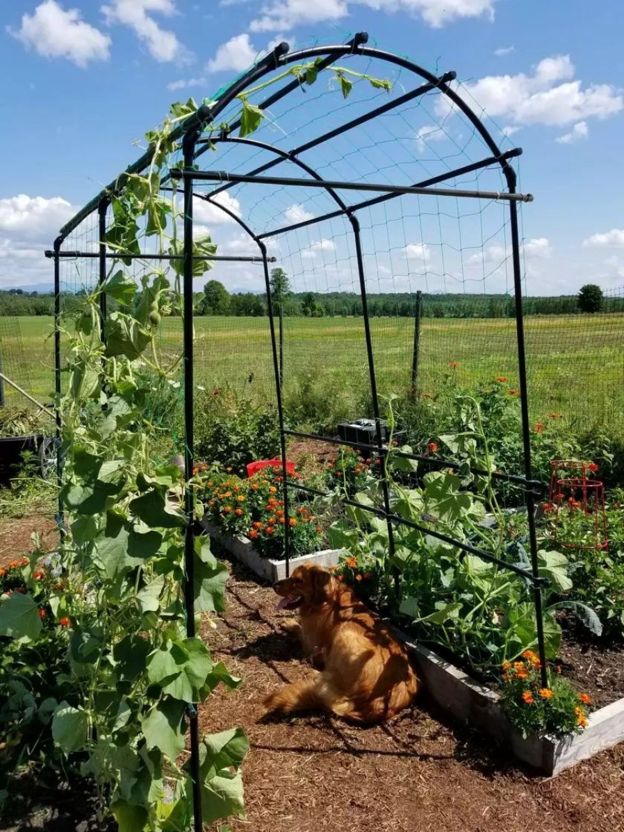 Plant Supports * | Gsc Titan Squash Tunnel