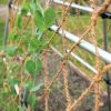 Plant Supports * | Gsc Coco Trellis Netting, 4 X 15