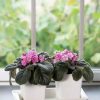 Planters & Raised Beds * | Gsc Stoneware Self-Watering Windowsill Planters, Set Of 2