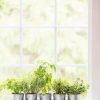 Planters & Raised Beds * | Gsc Galvanized Herb Planters With Rectangular Tray