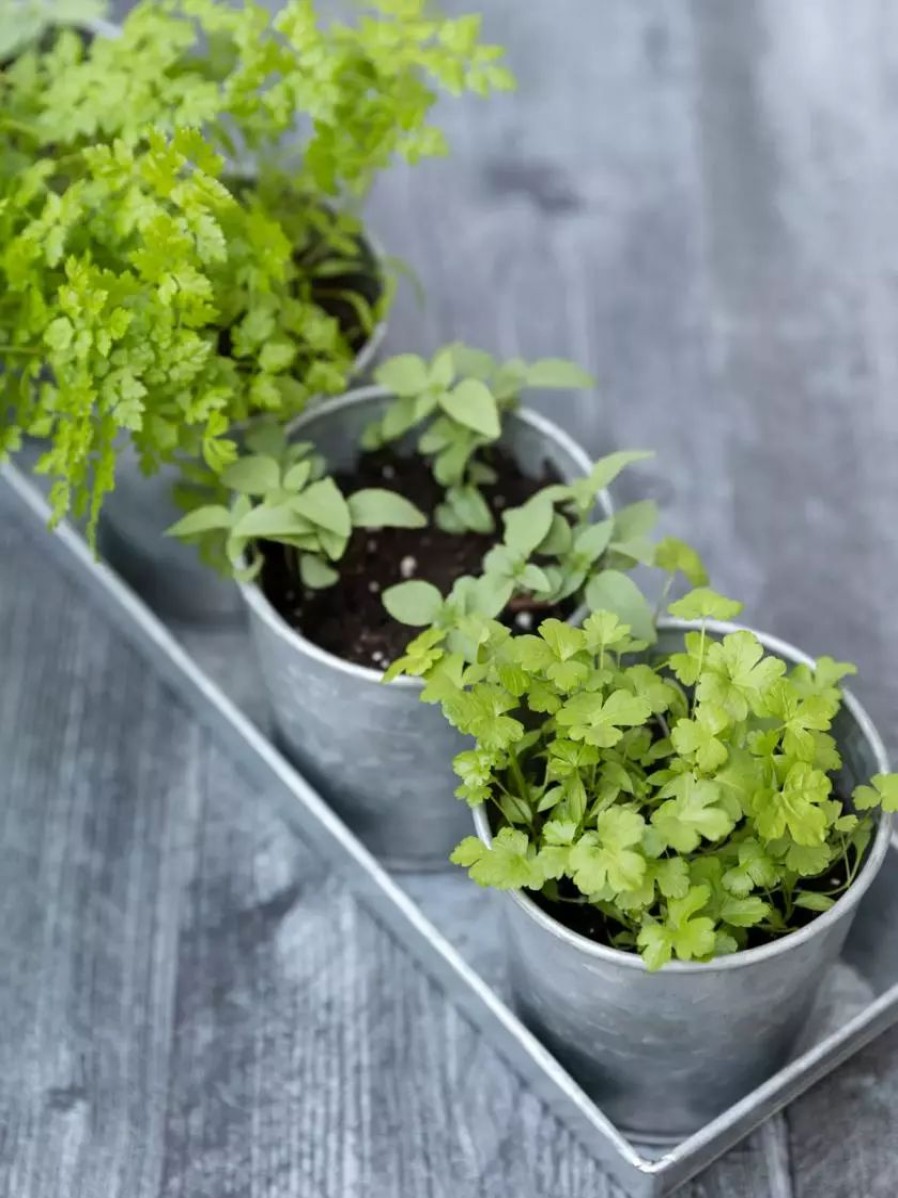 Planters & Raised Beds * | Gsc Galvanized Herb Planters With Rectangular Tray