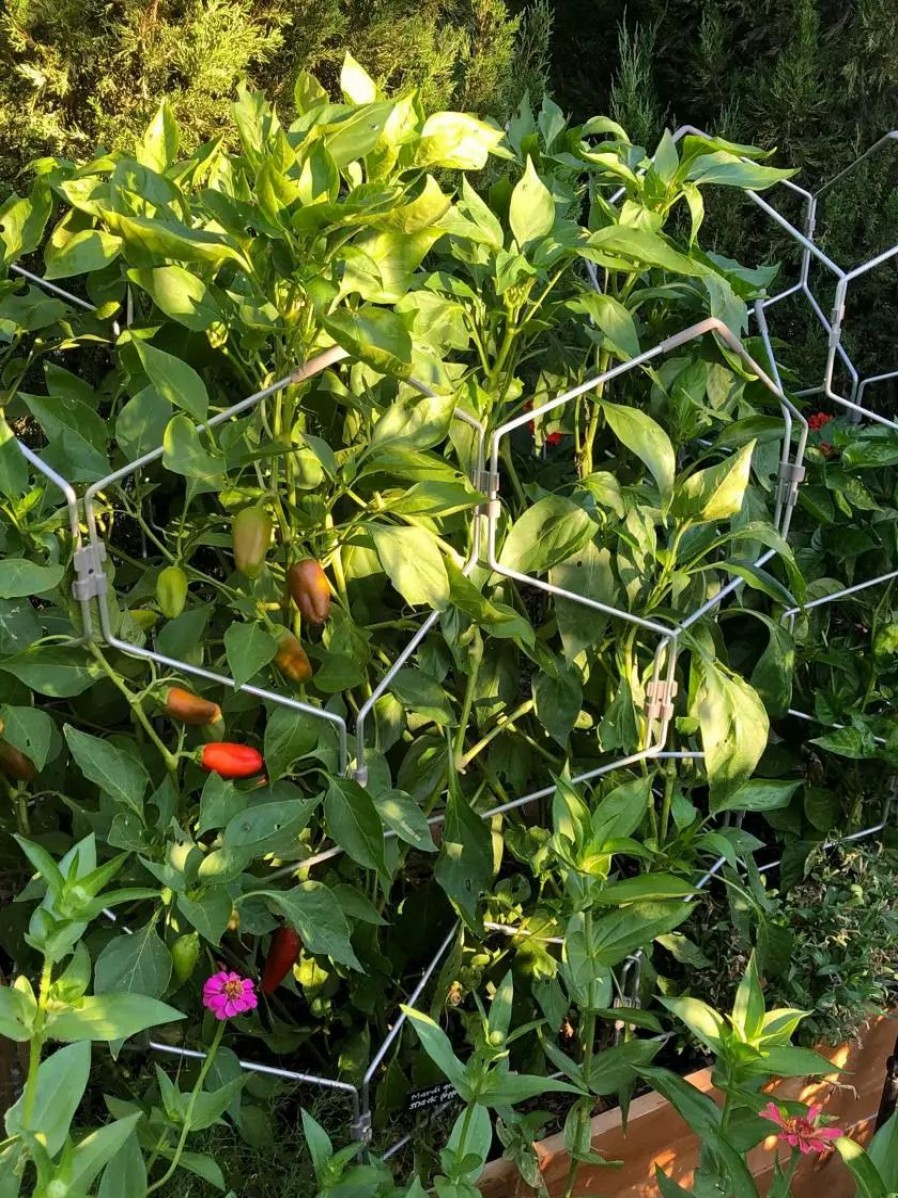 Plant Supports * | Gsc Gardener'S Vertex Lifetime Pepper And Eggplant Cage Natural Aluminum