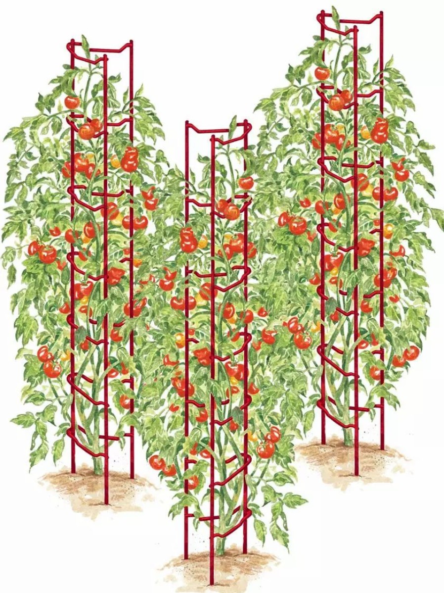 Plant Supports * | Gsc Tomato Ladders, Set Of 3