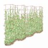 Plant Supports * | Gsc Tall Expandable Pea Trellis