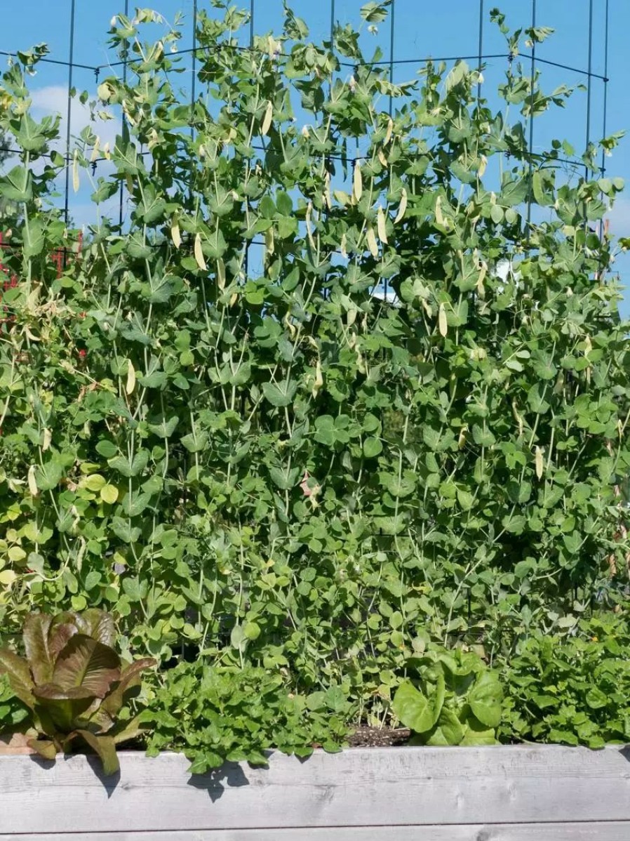 Plant Supports * | Gsc Tall Expandable Pea Trellis