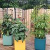 Planters & Raised Beds * | Gsc Oasis Self-Watering Tomato Planter With Trellis