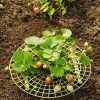 Plant Supports * | Gsc Strawberry Supports, Set Of 6