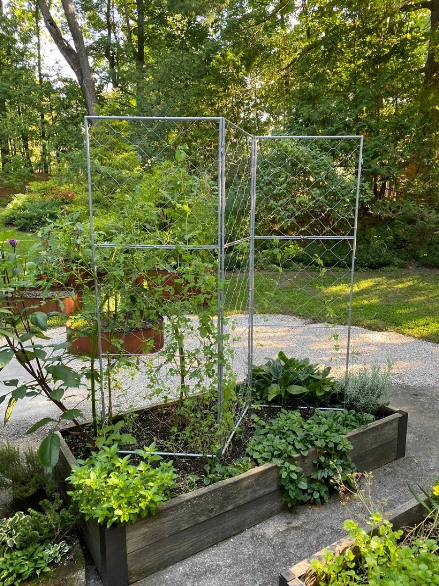 Plant Supports * | Gsc Chicken Wire Pea Trellis