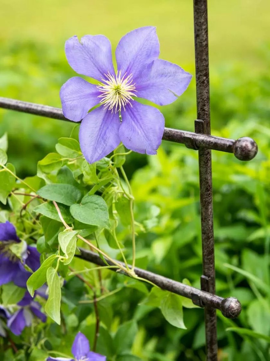 Plant Supports * | Gsc Jardin Ladder Trellis