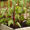 Plant Supports * | Gsc Pepper And Eggplant Stakes, Set Of 3