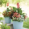 Planters & Raised Beds * | Gsc Weave Self-Watering Round Planter, 14